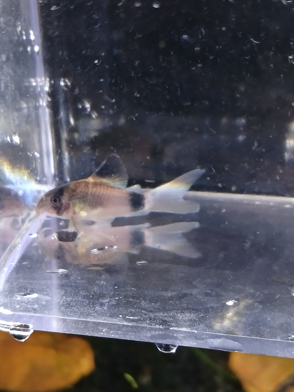 PANDA CORYDORAS $8