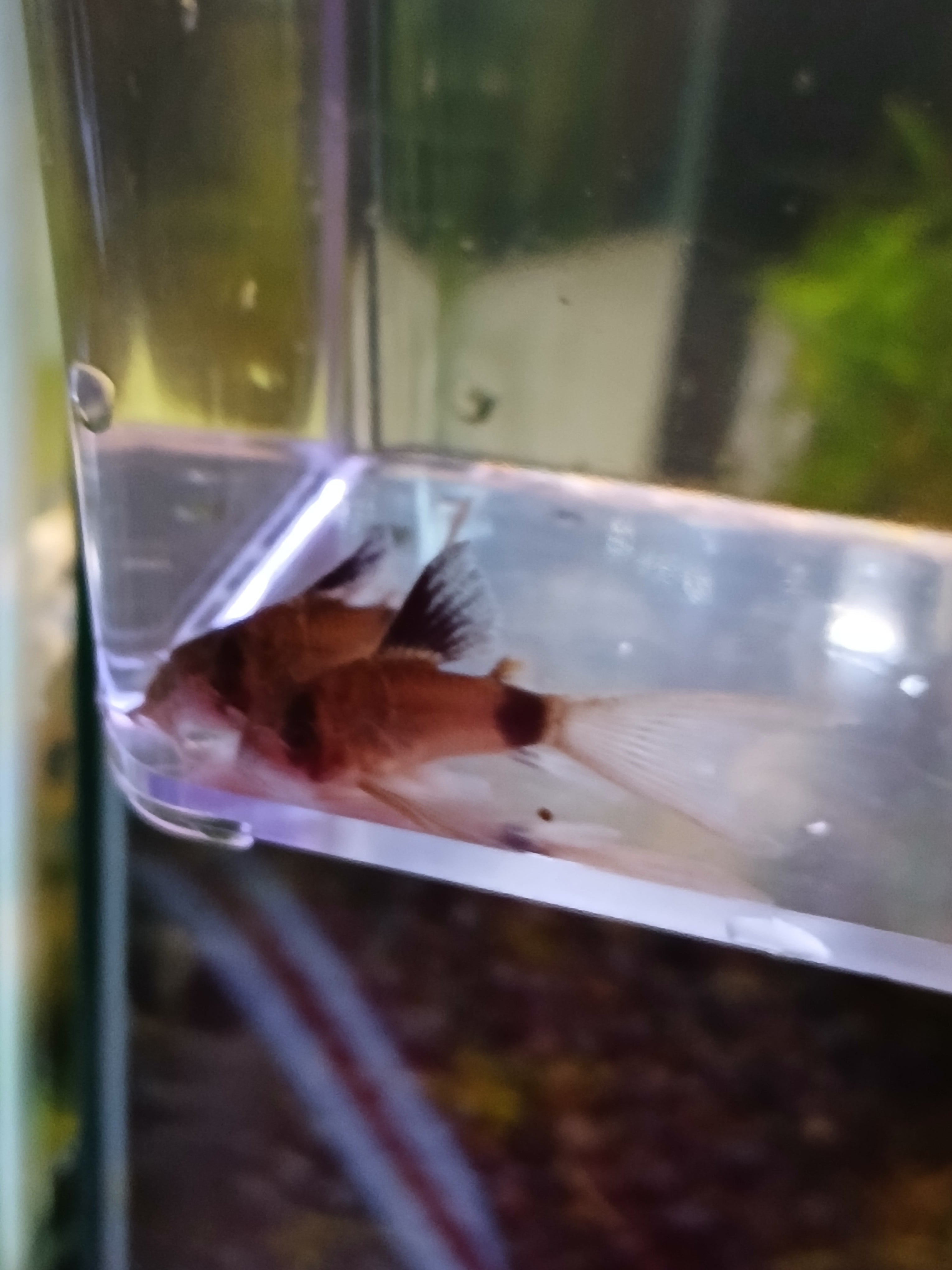 PANDA CORYDORAS $8