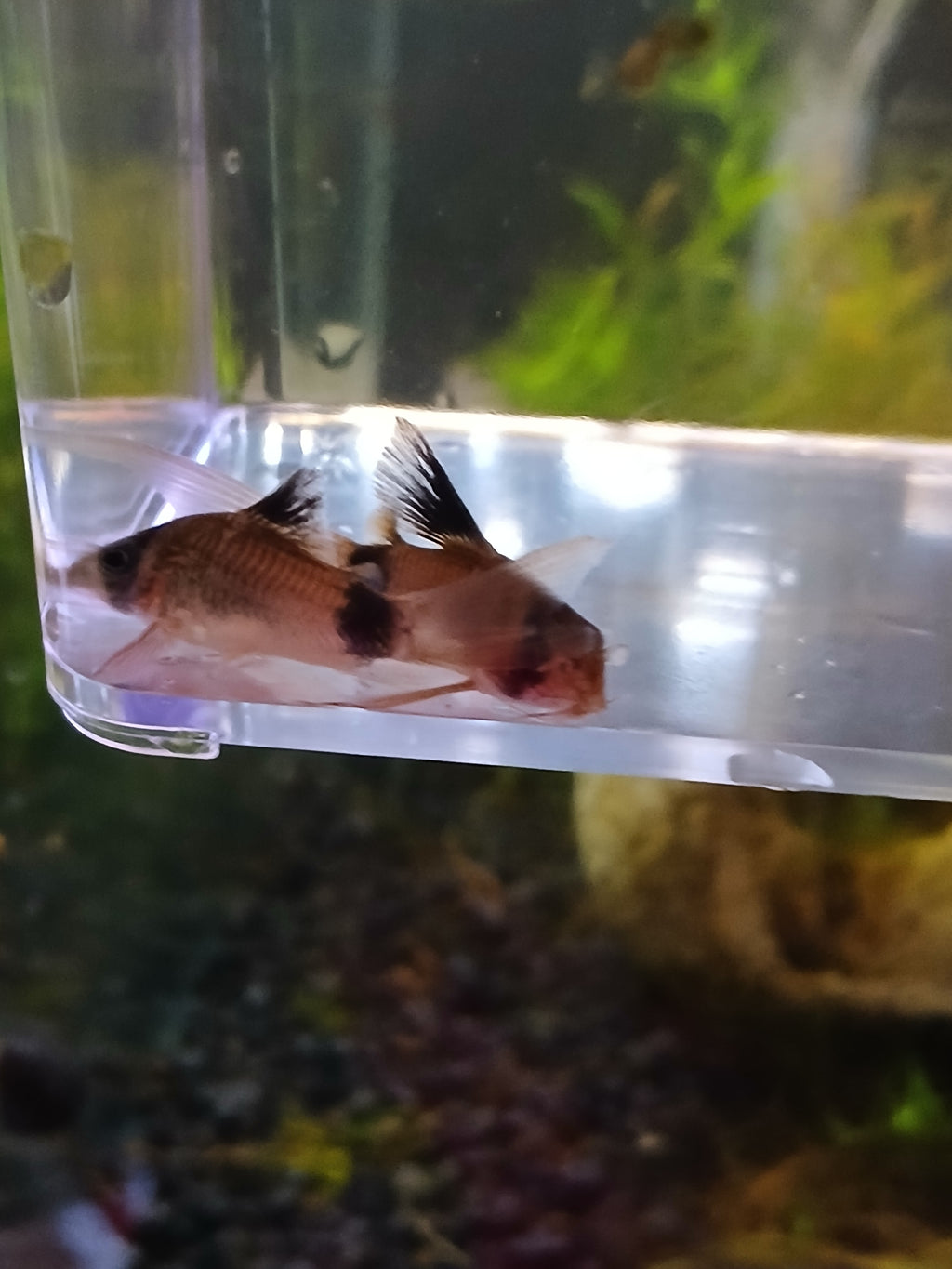 PANDA CORYDORAS $8
