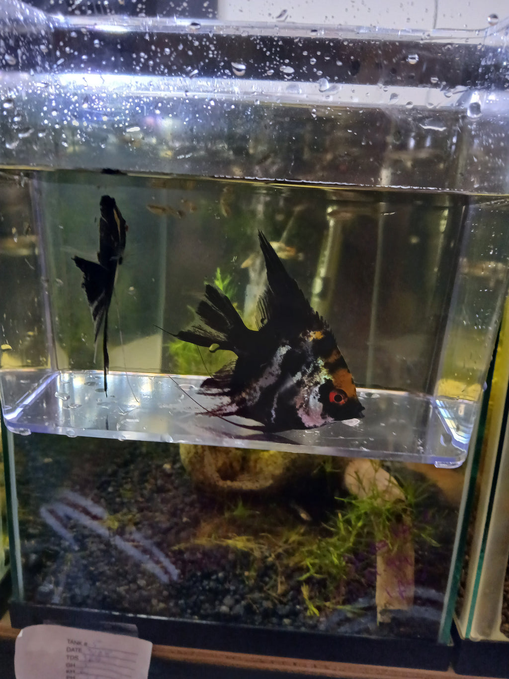 XL Marble Angelfish  $30