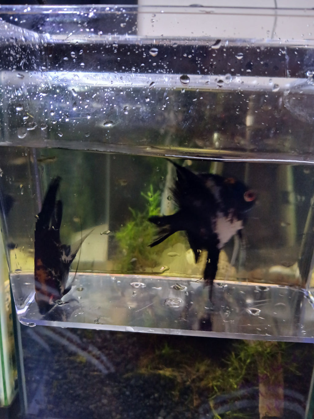 XL Marble Angelfish  $30