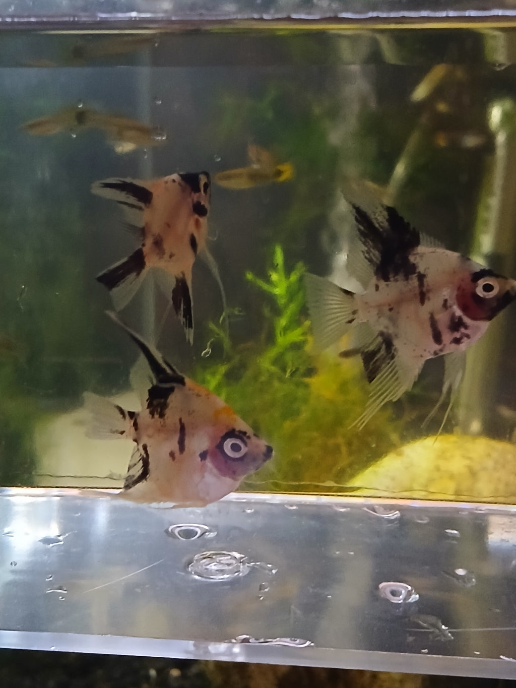 PANDA ANGELFISH $8