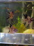 PANDA ANGELFISH $8
