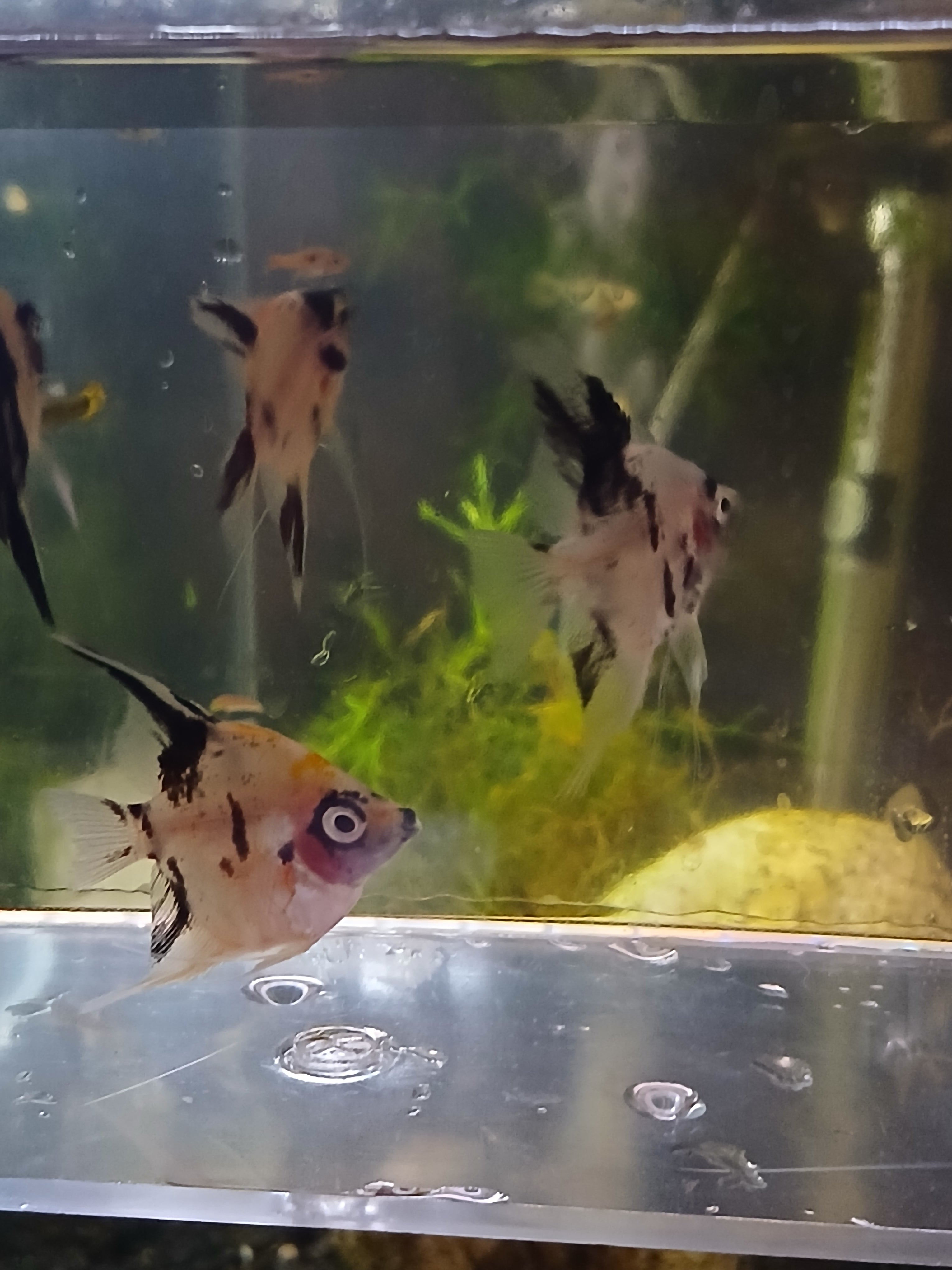PANDA ANGELFISH $8