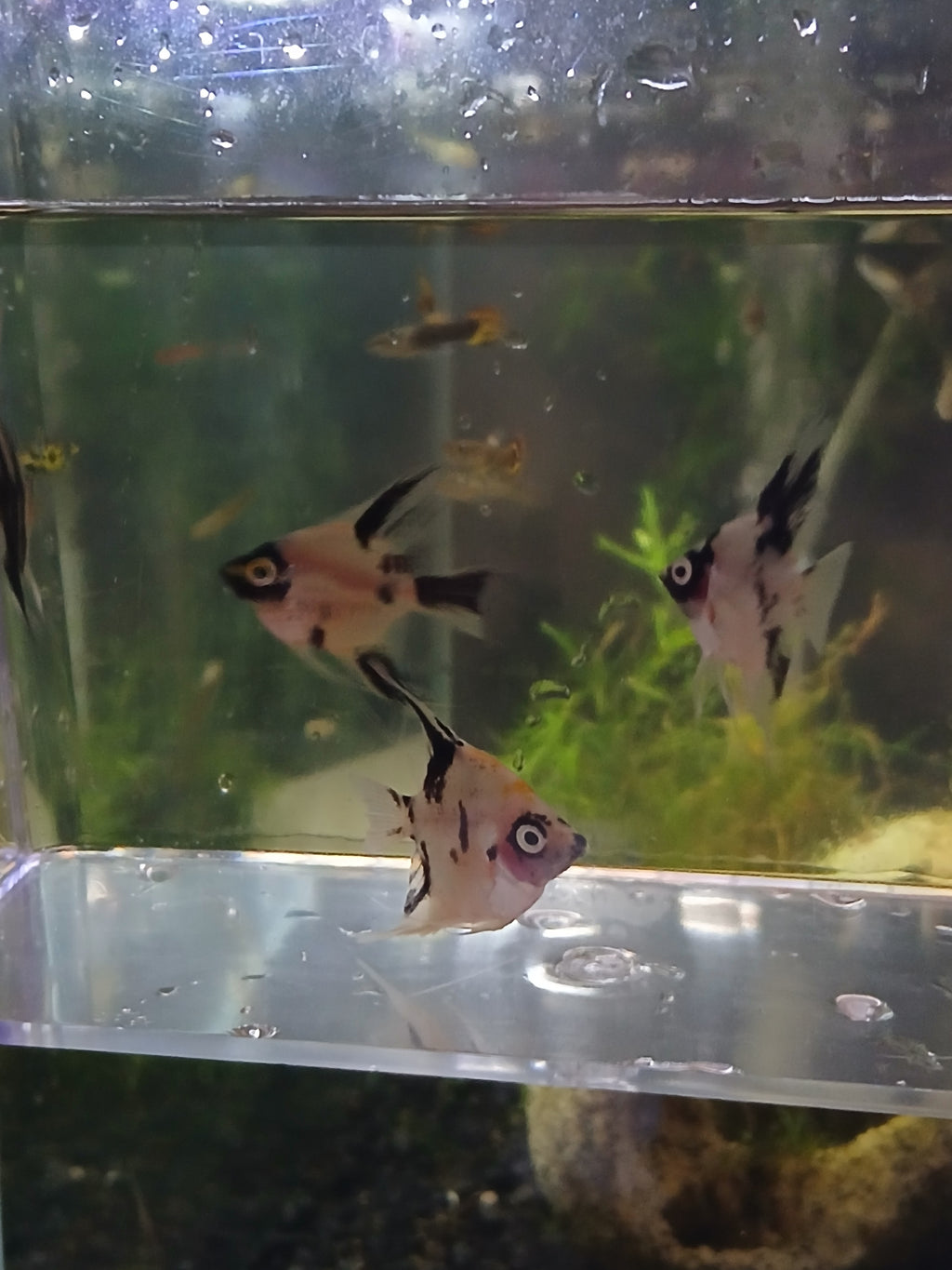 PANDA ANGELFISH $8