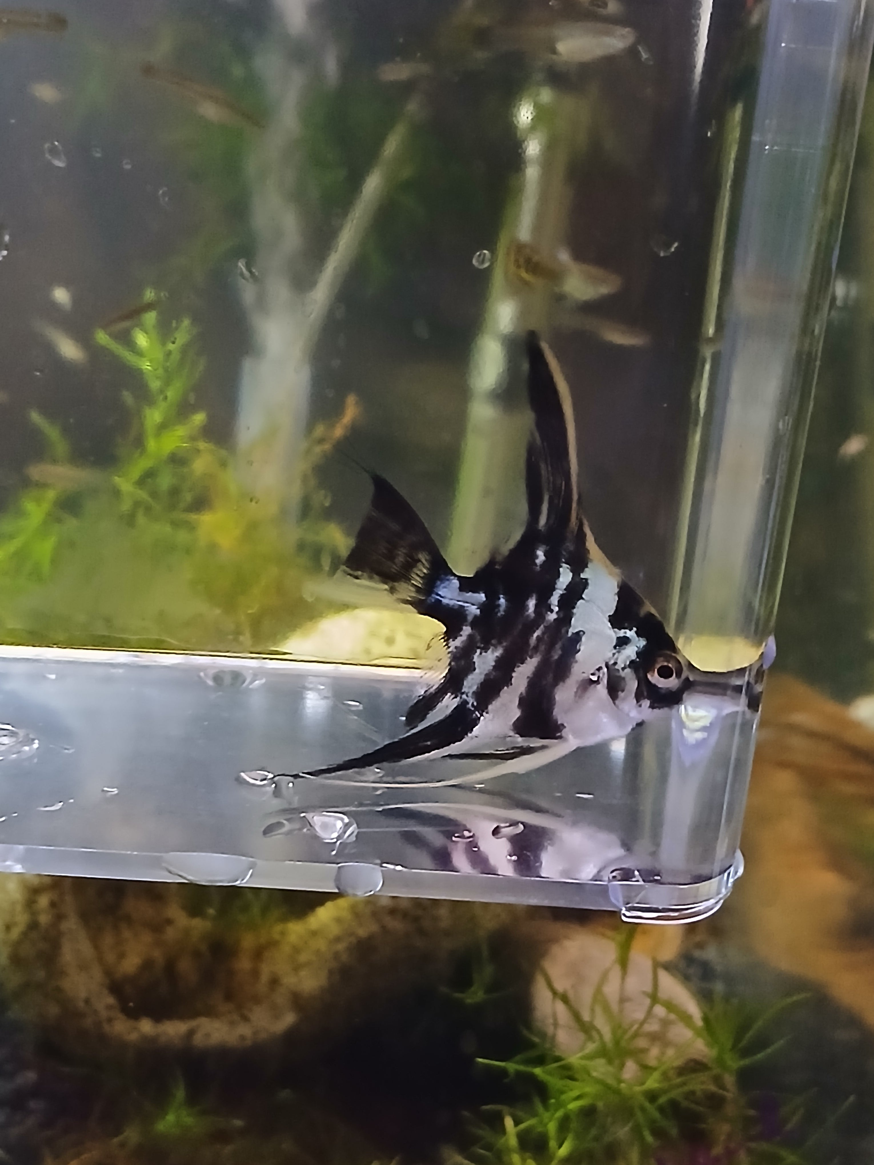 BLUE MARBLE ANGELFISH $14