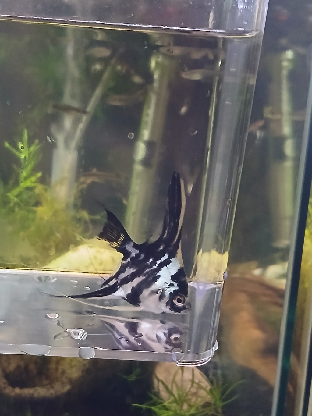 BLUE MARBLE ANGELFISH $14