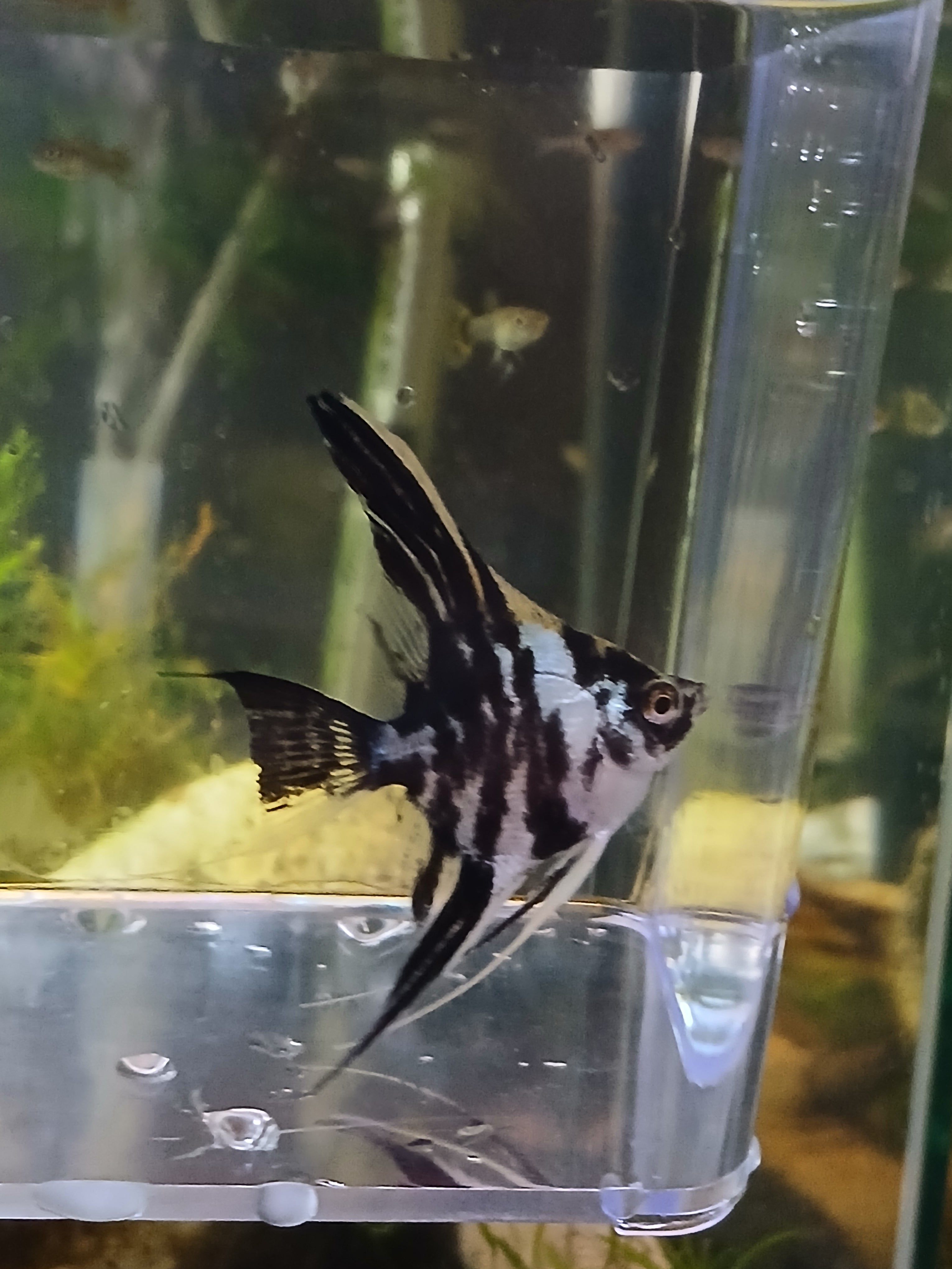 BLUE MARBLE ANGELFISH $14